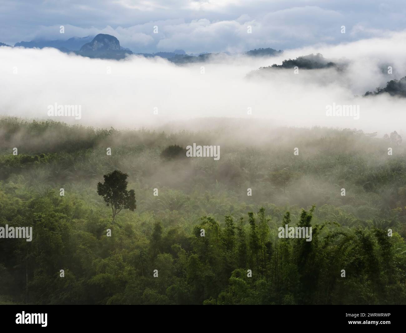 View of valley with early morning mist near Khao Sok Nature Reserve, Thailand Stock Photo