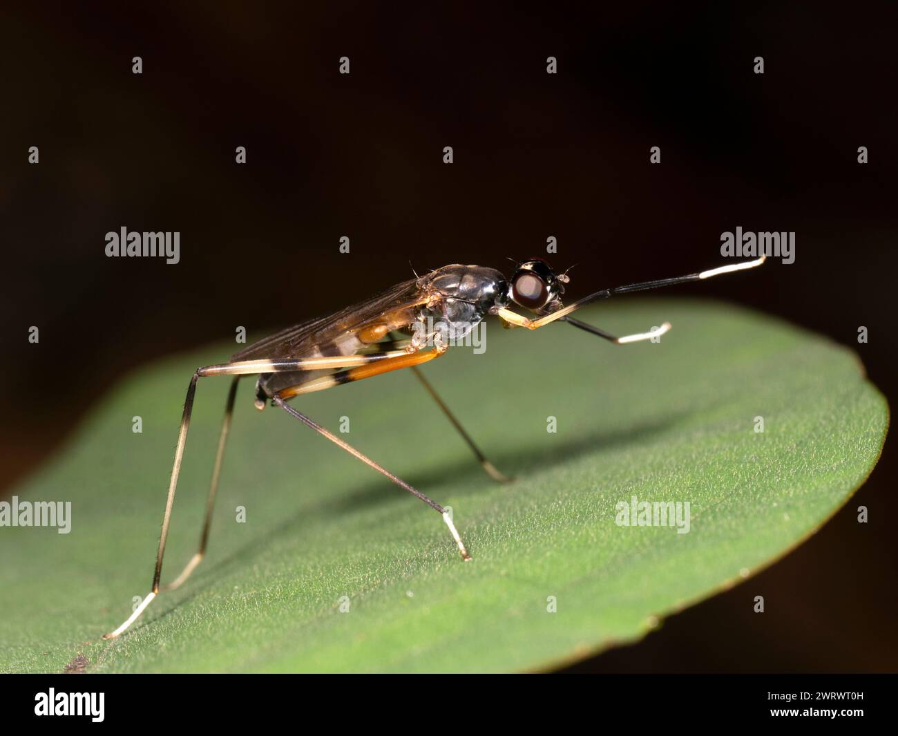 Long Legged Fly (Dolichopodidae sp.) Khao Sok Nature Reserve, Thailand Stock Photo