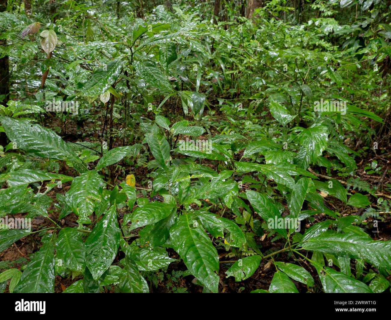 Wet rainforest leaves hi-res stock photography and images - Alamy