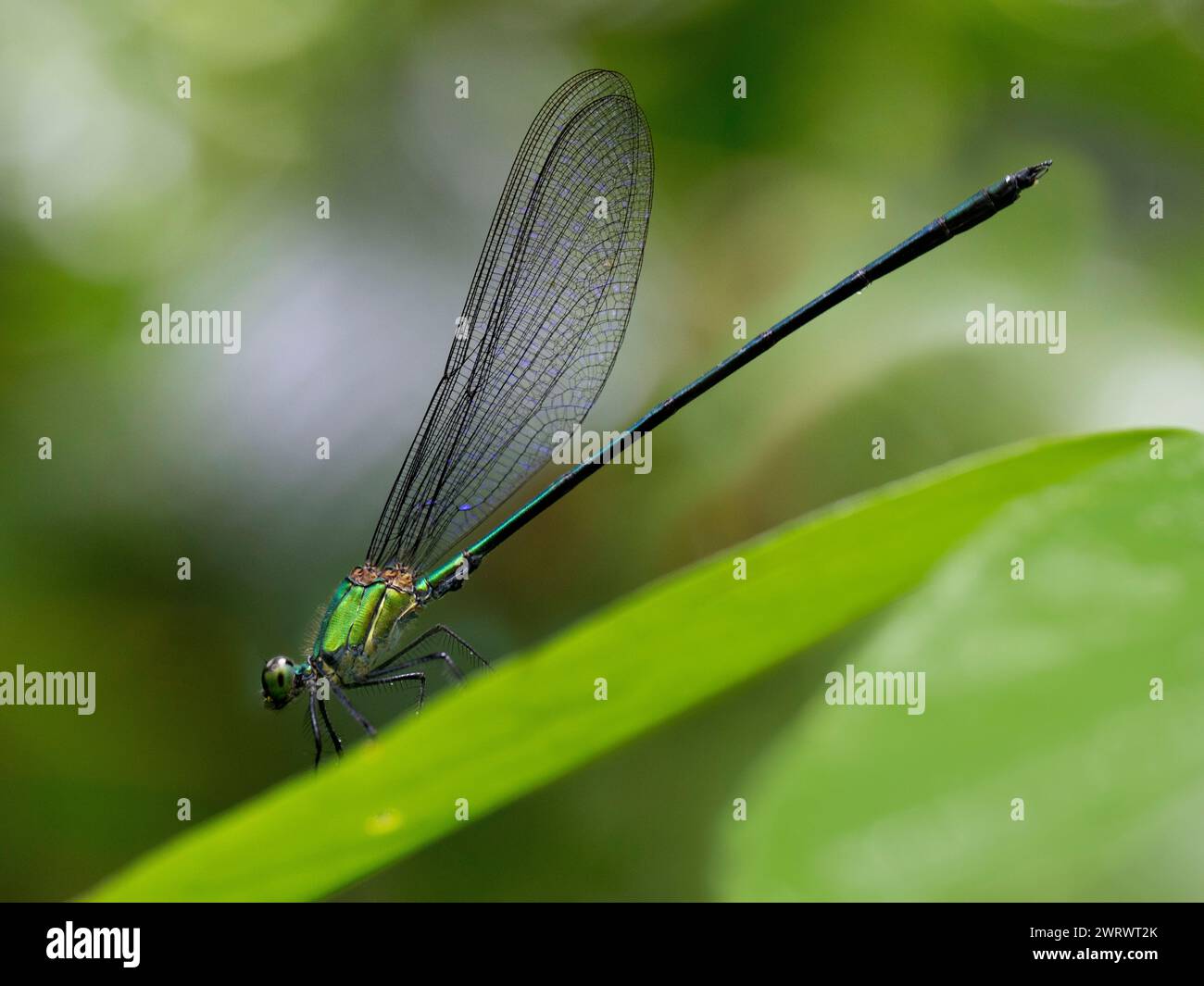 Metallic Green Demoiselle (Vestalis amoena) Khao Sok Nature Reserve, Thailand Stock Photo