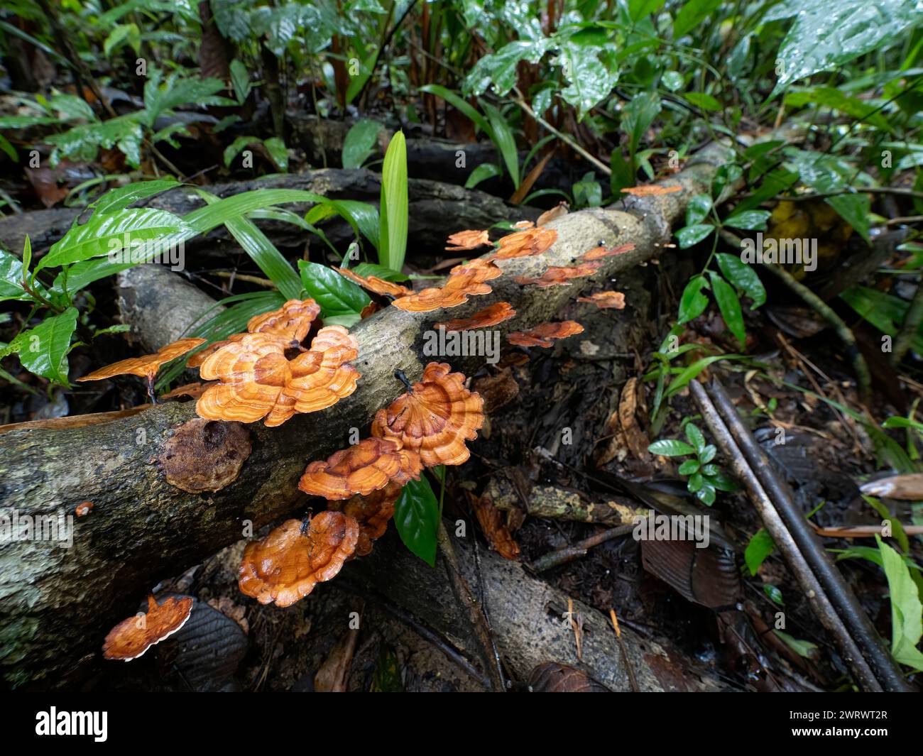 Bracket fungi (Ganoderma sp.) on decaying wood, Khao Sok Nature Reserve, Thailand Stock Photo