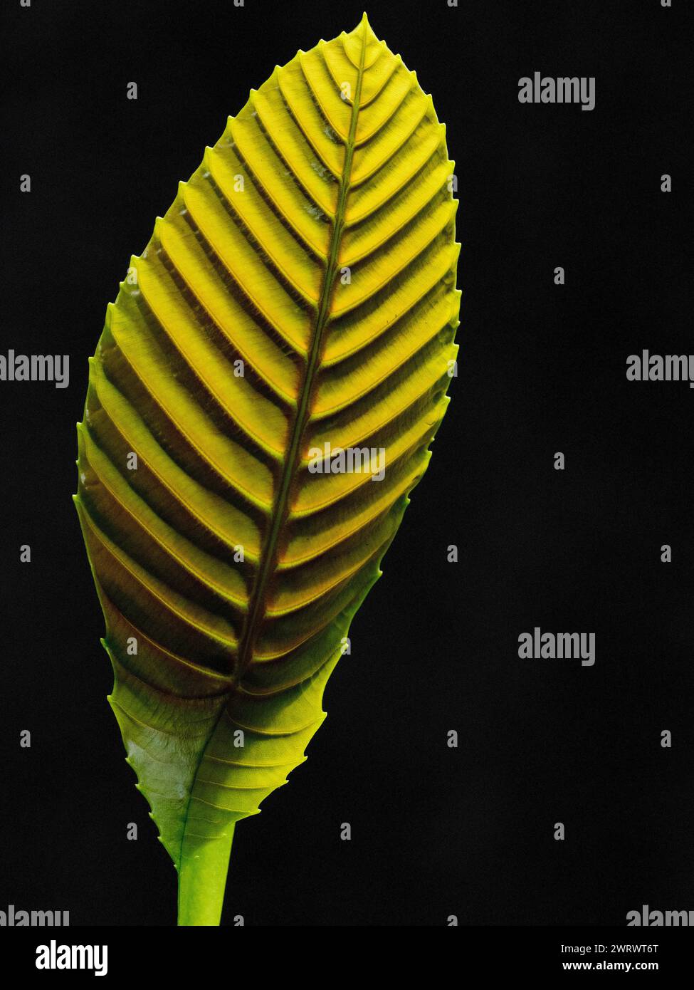 Green Leaf backlight, showing structure and pattern, Khao Lak Thailand Stock Photo