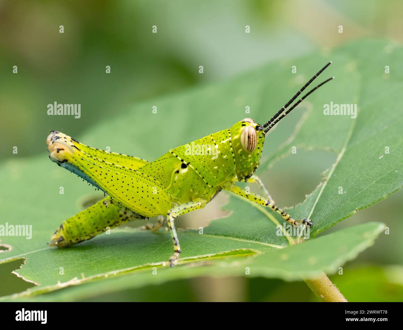 Spur Throated Grasshopper, Nymph (Xenocatantops humilis) Khao Lak, Thailand Stock Photo