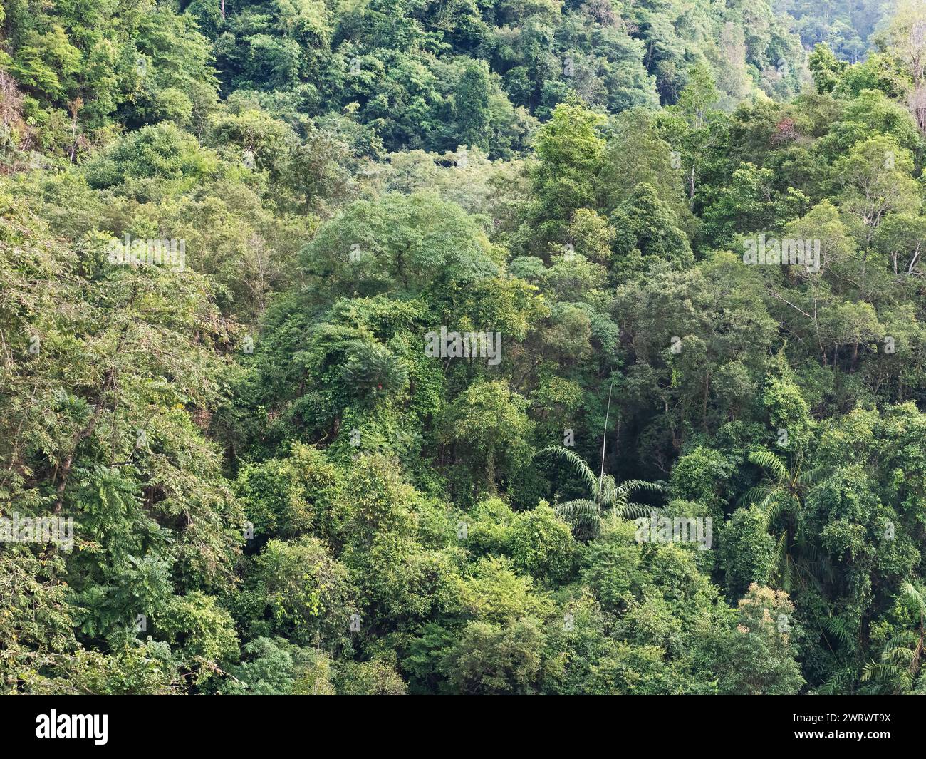 View of jungle treetops,  near Khao Sok Nature Reserve, Thailand Stock Photo