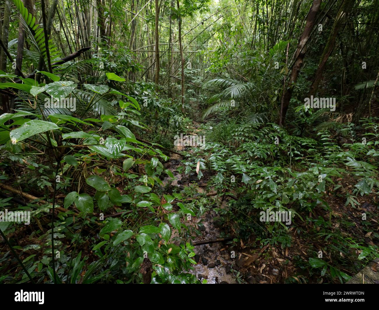 View of Tropical Rainforest, Khao Sok Nature Reserve, Thailand Stock Photo