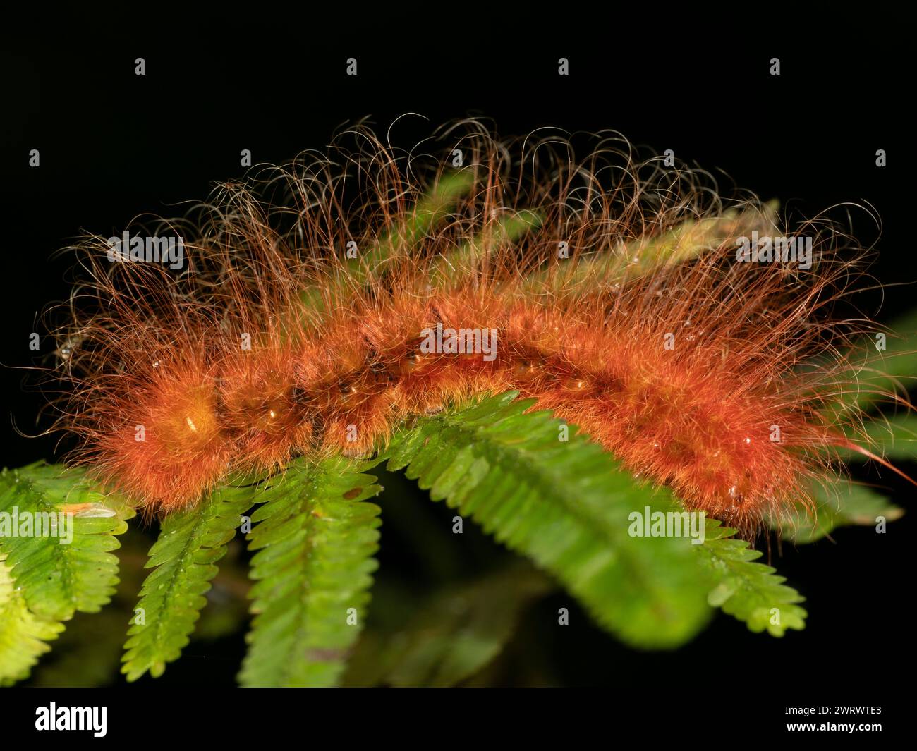 Hairy moth hi-res stock photography and images - Alamy