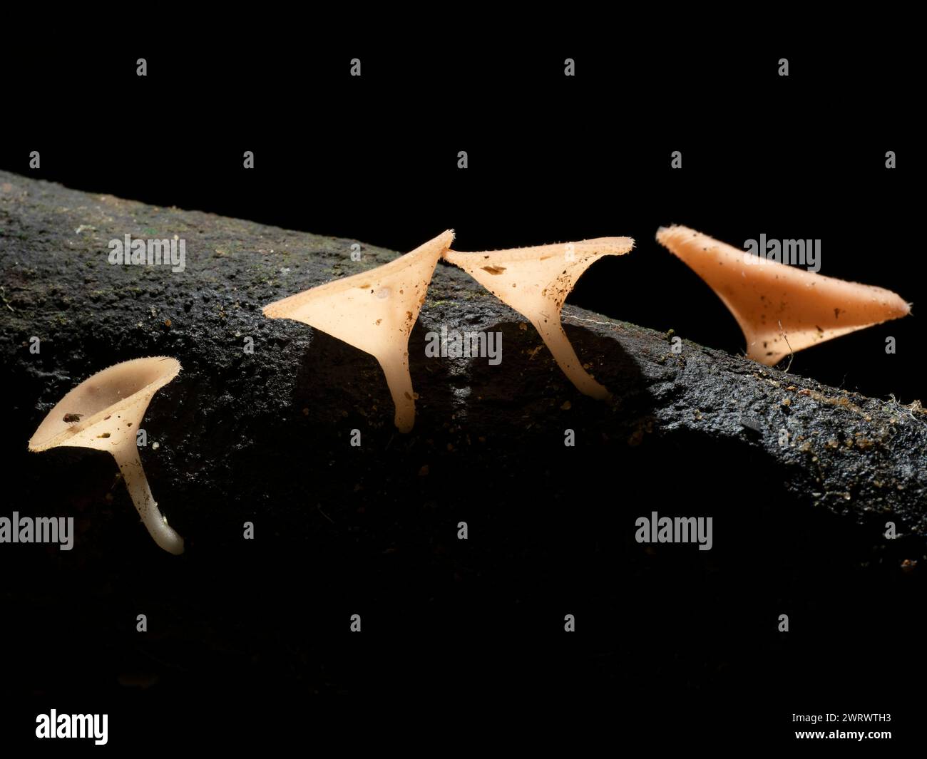 Cup Fungi growing on dead wood on forest floor (Cookeina tricholoma or Operculate discomycete) Khao Sok Nature Reserve, Thailand Stock Photo