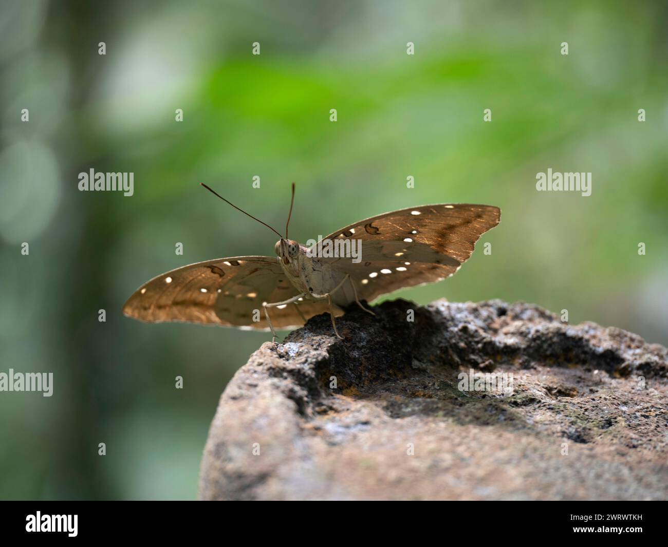 Great Marquis Butterfly (Euthalia bassarona dunya) backlight resting on rock,  Khao Sok Nature Reserve, Thailand Stock Photo