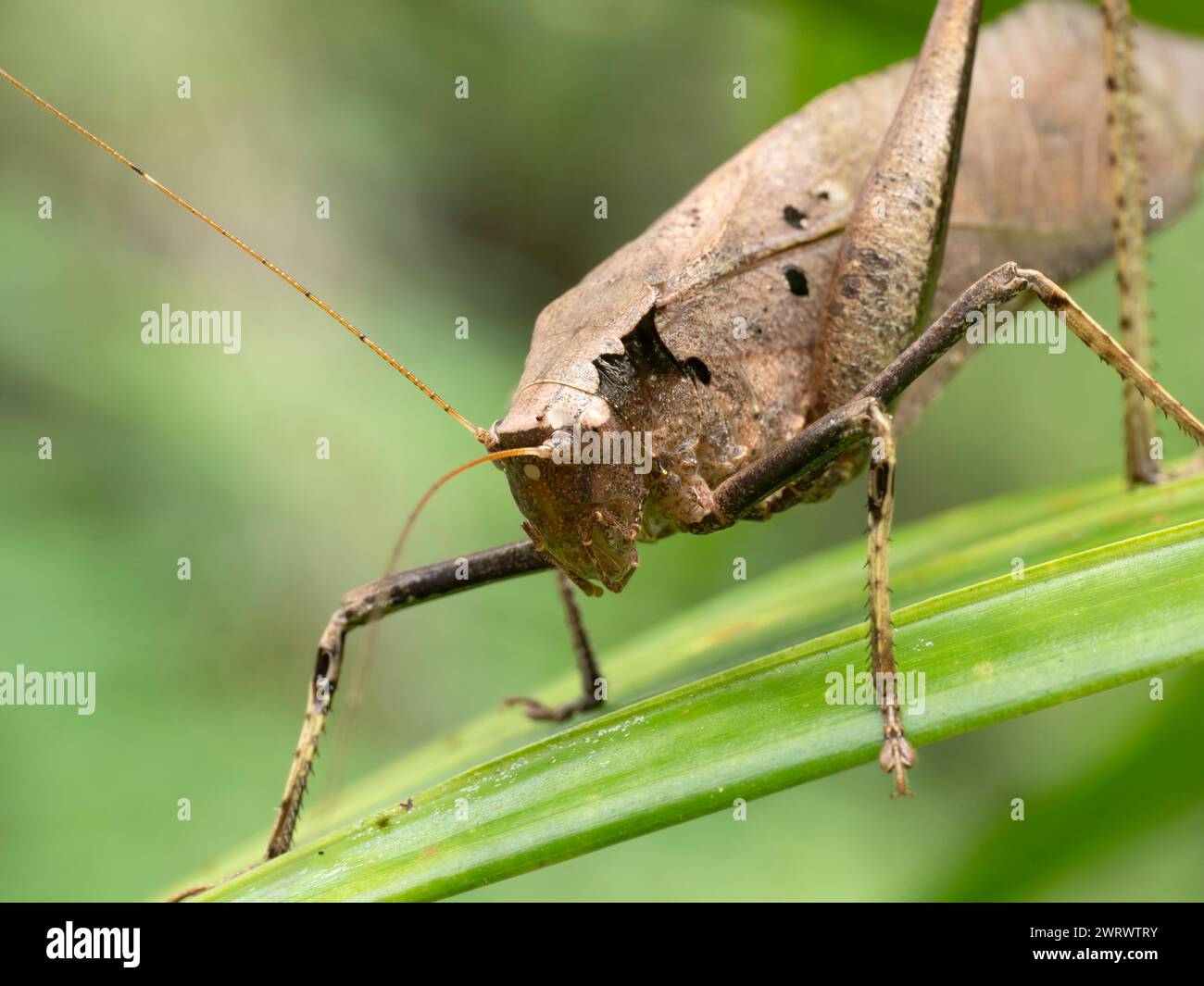 Brown Katydid  (Mecopoda elongata) Nr Chong Fah Waterfall, Khao Lak, Thailand Stock Photo