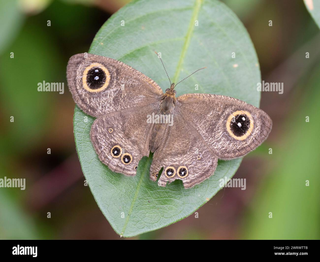 Common Fivering Butterfly (Ypthima baldus) Nr Chong Fah Waterfall, Khao Lak, Thailand Stock Photo