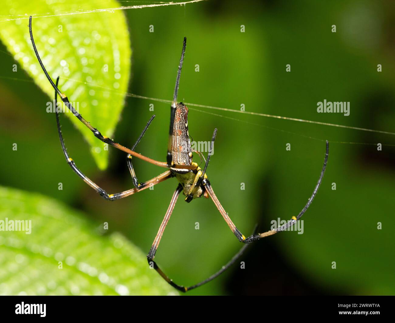 Giant Golden Orb Weaver Spider on web (Mephila lilipes) Nr Kathu Waterfall, Phuket, Thailand Stock Photo