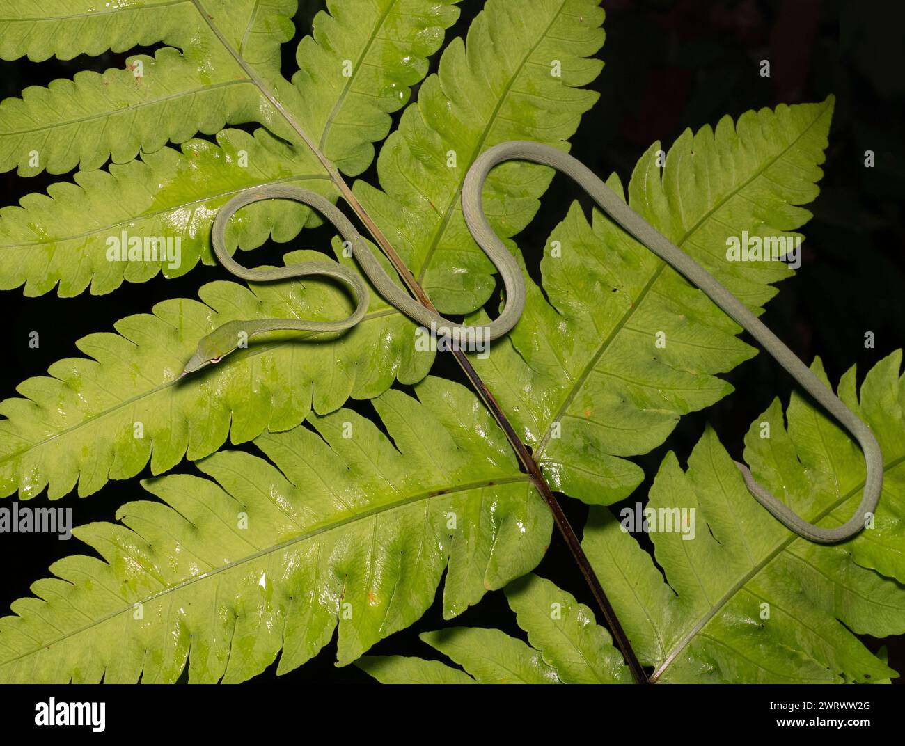 Asian vine snakes hi-res stock photography and images - Alamy