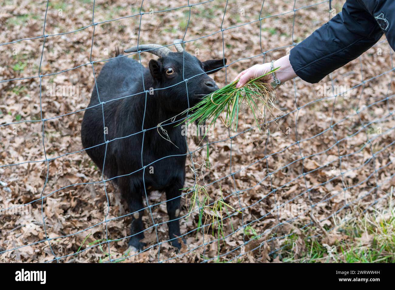 Small black goat in a fence on a farm. The animal approaches the net where a girl feeds it some grass. Stock Photo