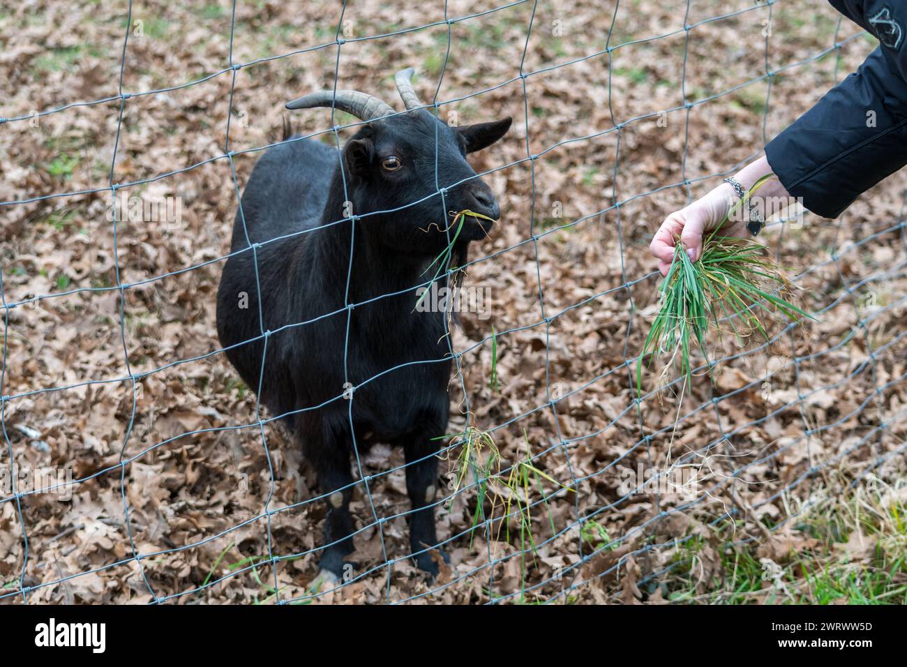 Small black goat in a fence on a farm. The animal approaches the net where a girl feeds it some grass. Stock Photo