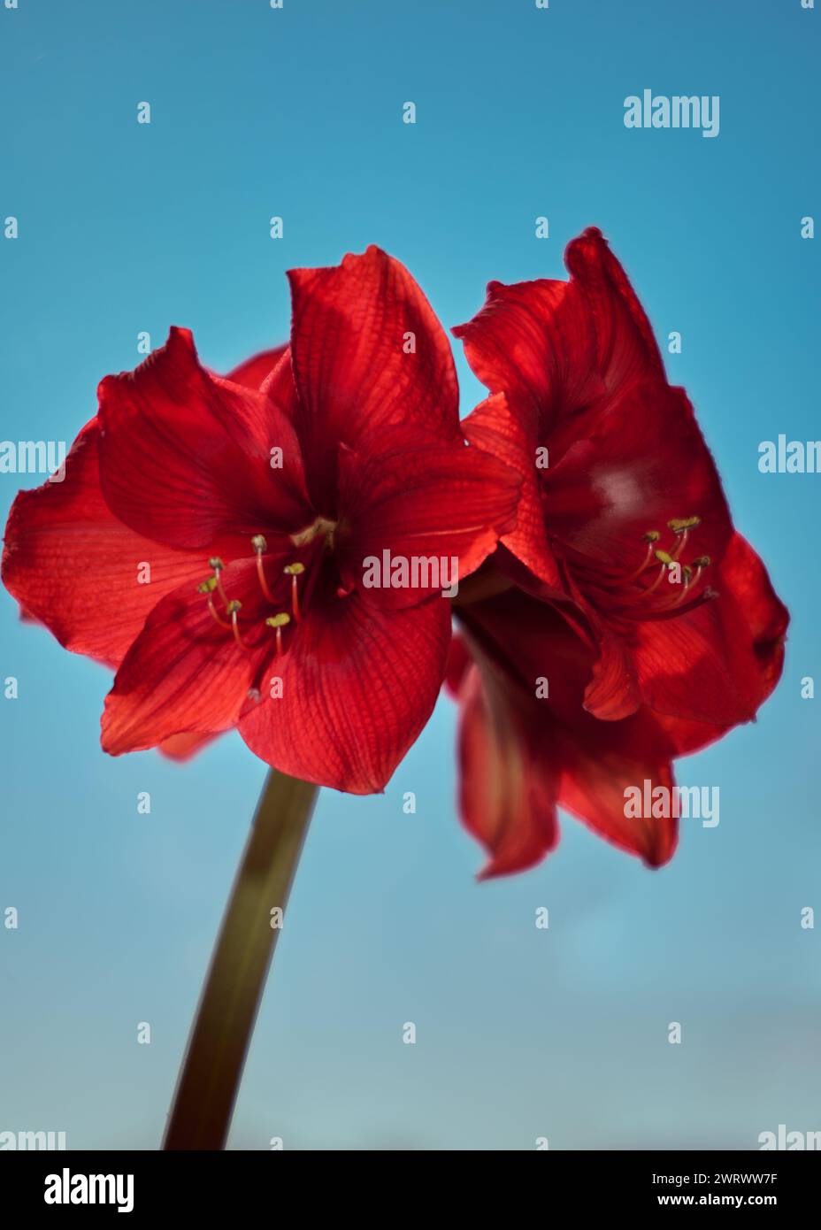 Red amaryllis belladonna flowers on blue background Stock Photo
