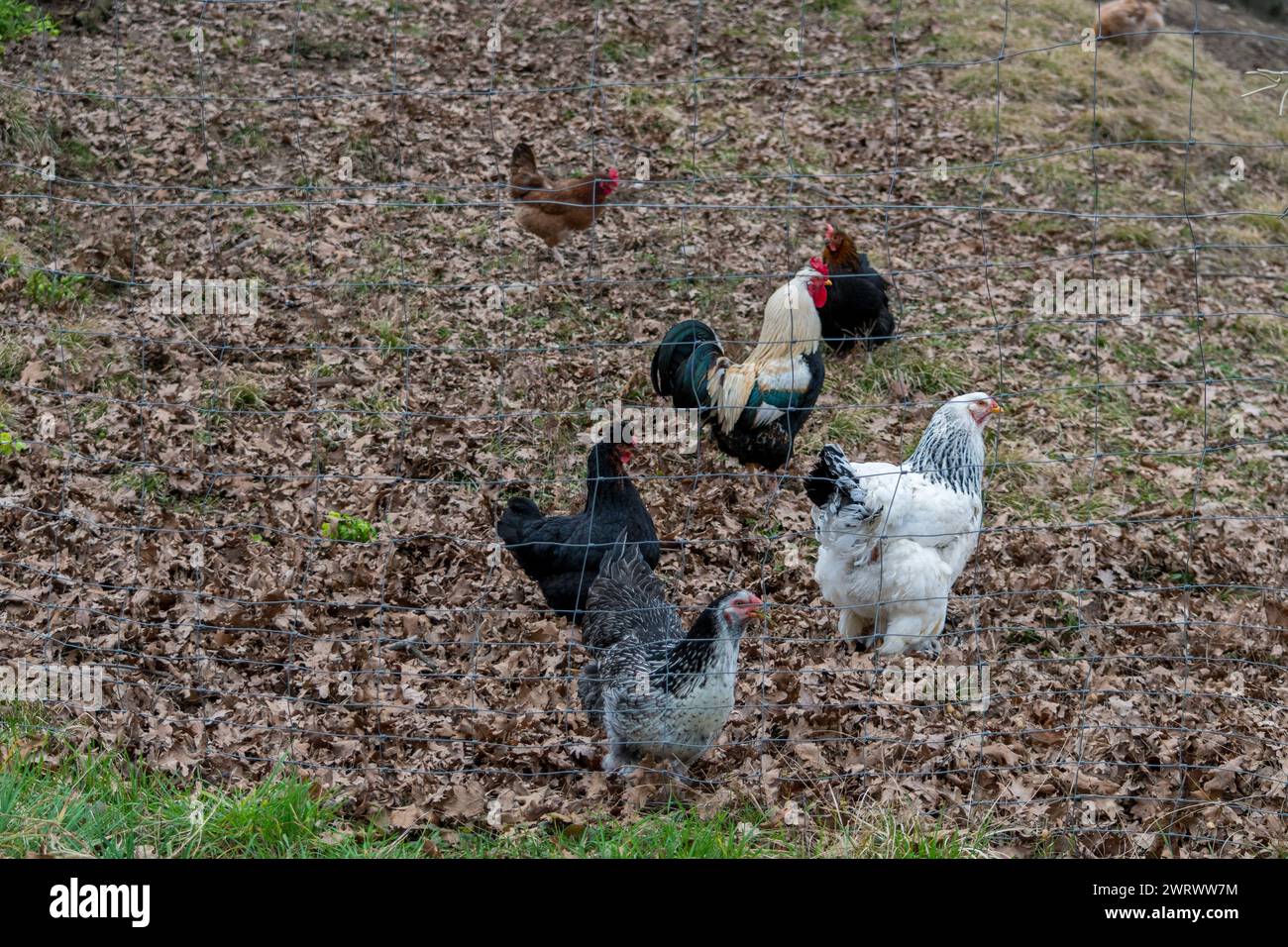 Chickens in a garden looking for food in the grass. Stock Photo