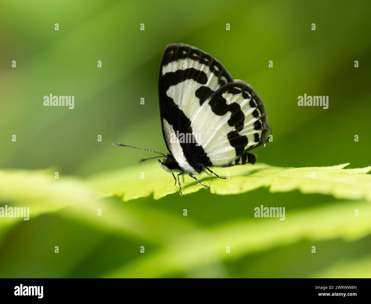 Forest Pierrot Butterfly (Taraka hamada) Near Bang Pae Waterfall, Khao Phra Thaeo National Park, Phuket Thailand Stock Photo