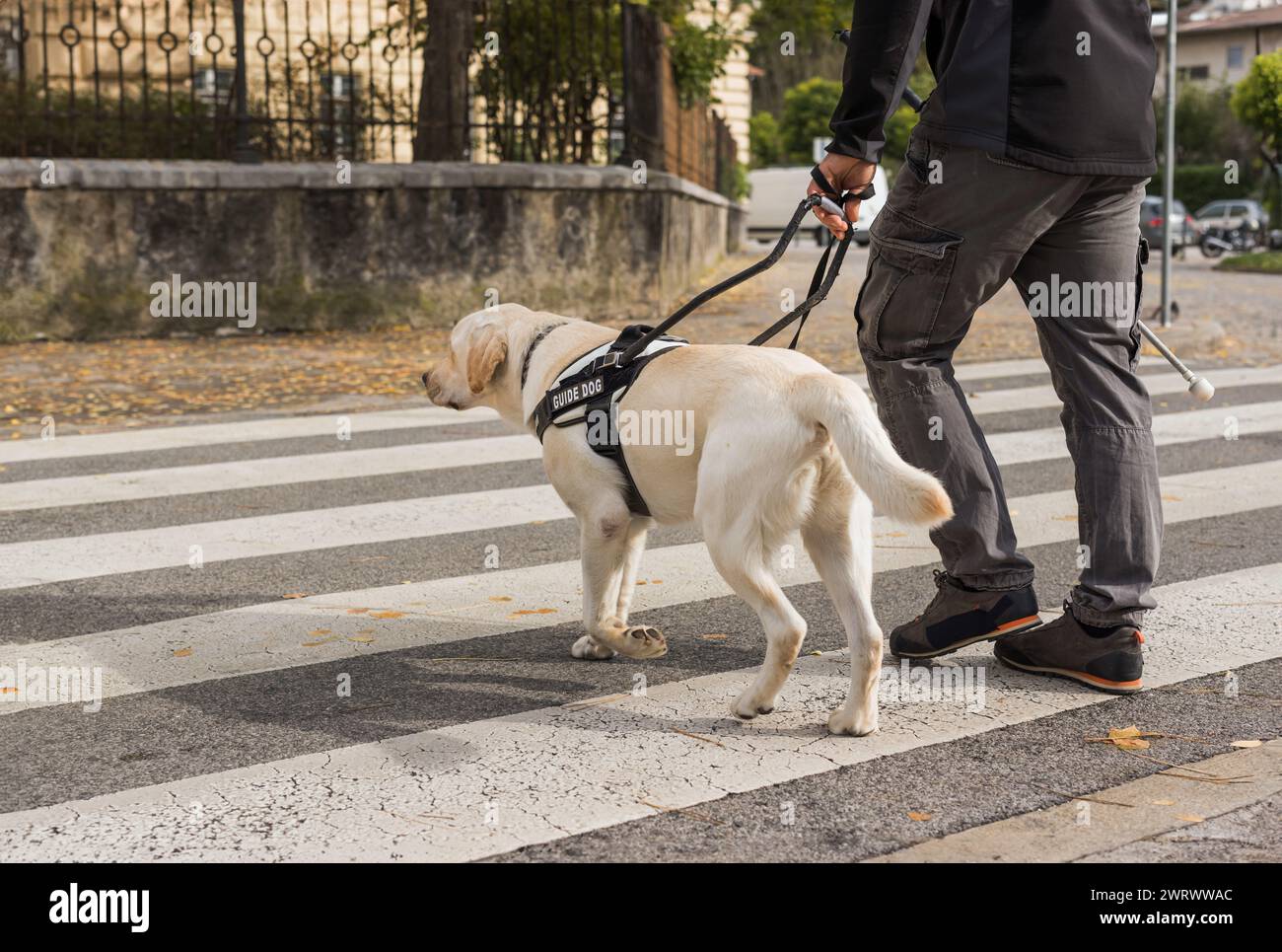Visually impaired man walking and crossing the street with a help of