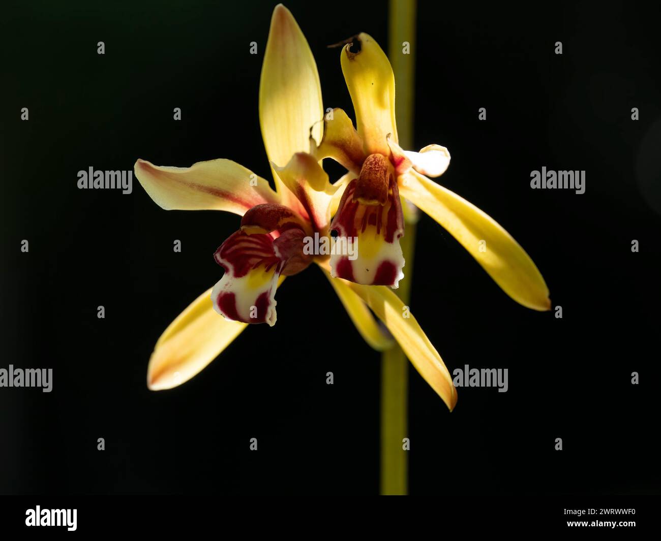 Wild orchids in tropical forest hi-res stock photography and