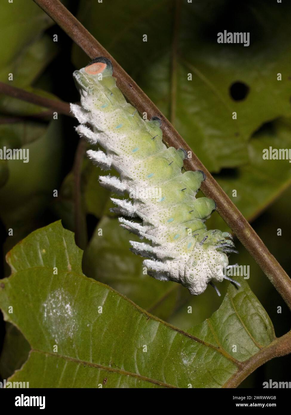Atlas Mother Caterpillar (Attacus sp) feeding on leaf in rainforest at night, Nr Kathu Waterfall, Phuket, Thailand Stock Photo