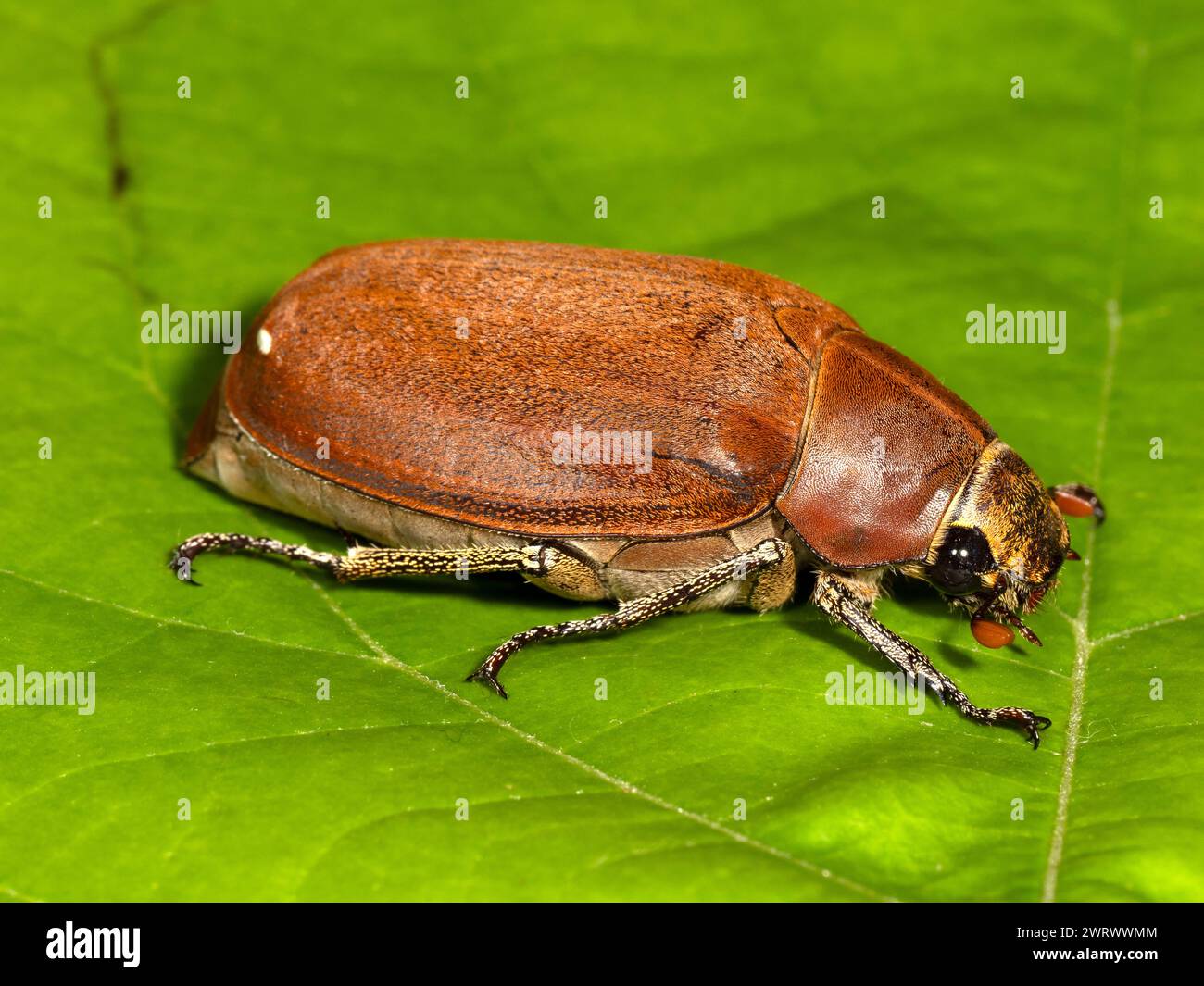 Lak Insect Brown beetle insect hi-res stock photography and images - Alamy