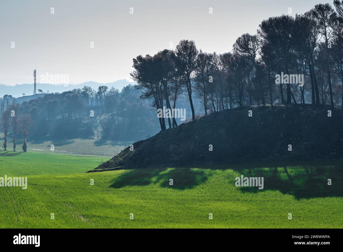 Cultivated forest hi-res stock photography and images - Alamy