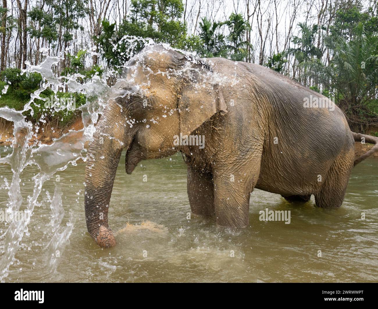 Asian elephant (Elephas maximus) bathing in river at Khao Sok Elephant Conservation Centre, Thailand Stock Photo