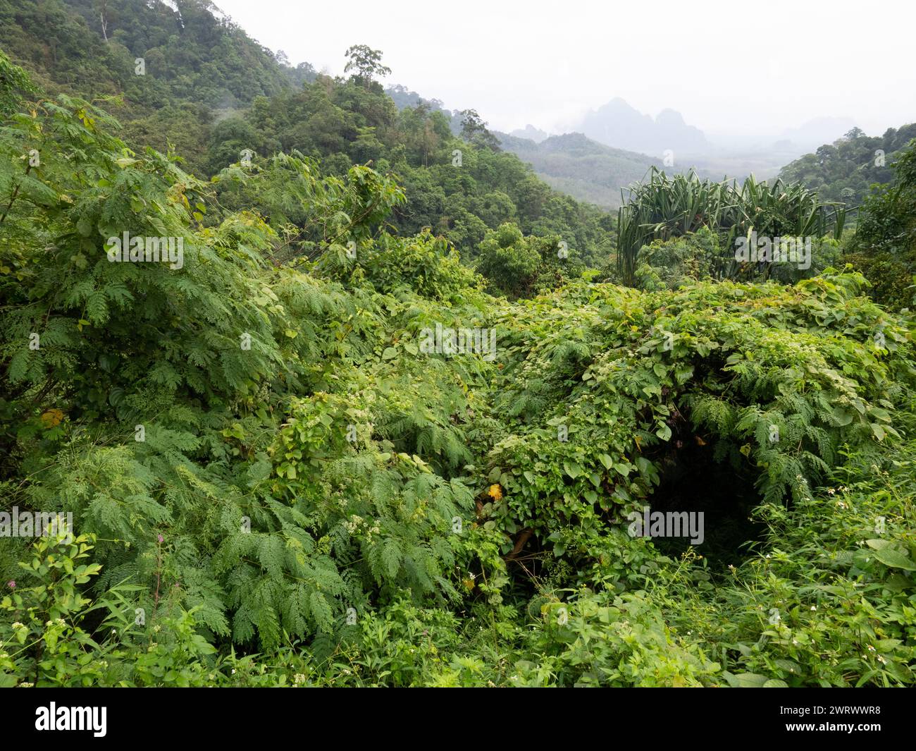 View of valley with early morning mist near Khao Sok Nature Reserve, Thailand Stock Photo