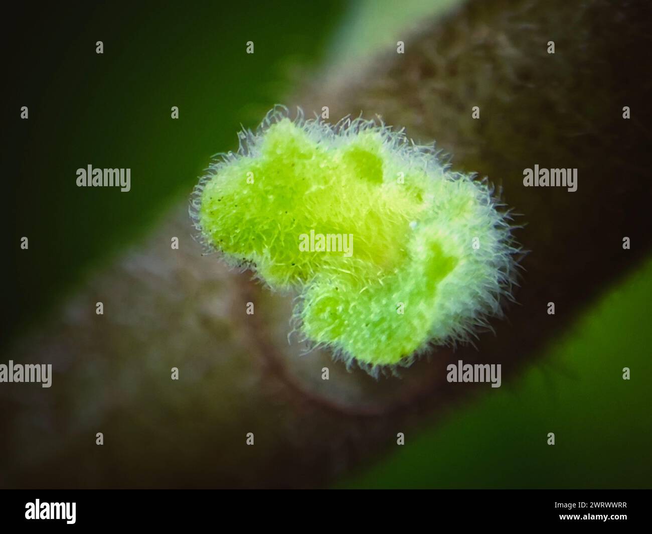 End of stem hi-res stock photography and images - Alamy