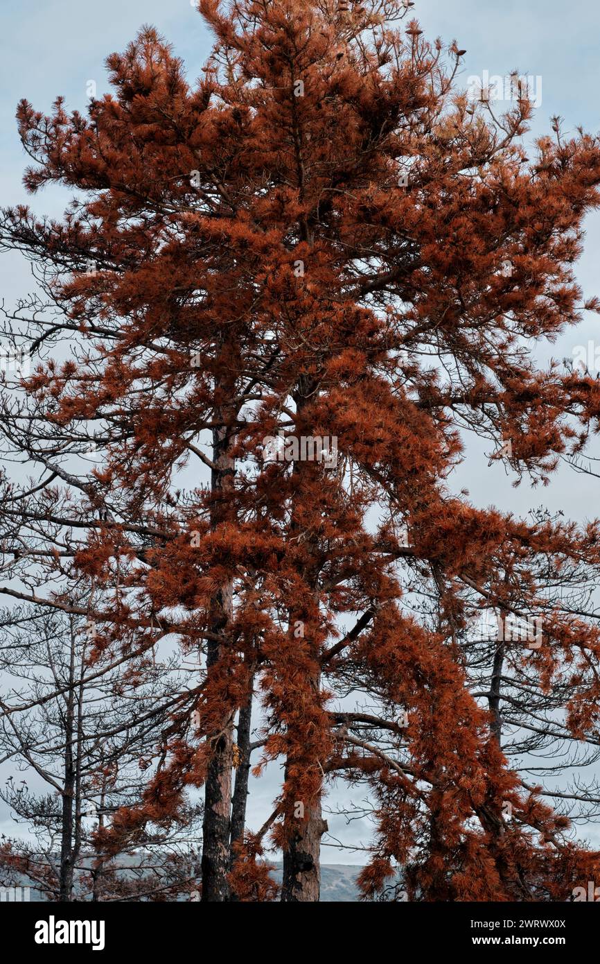 Burnt pine trunk with red needle leaves. Stock Photo