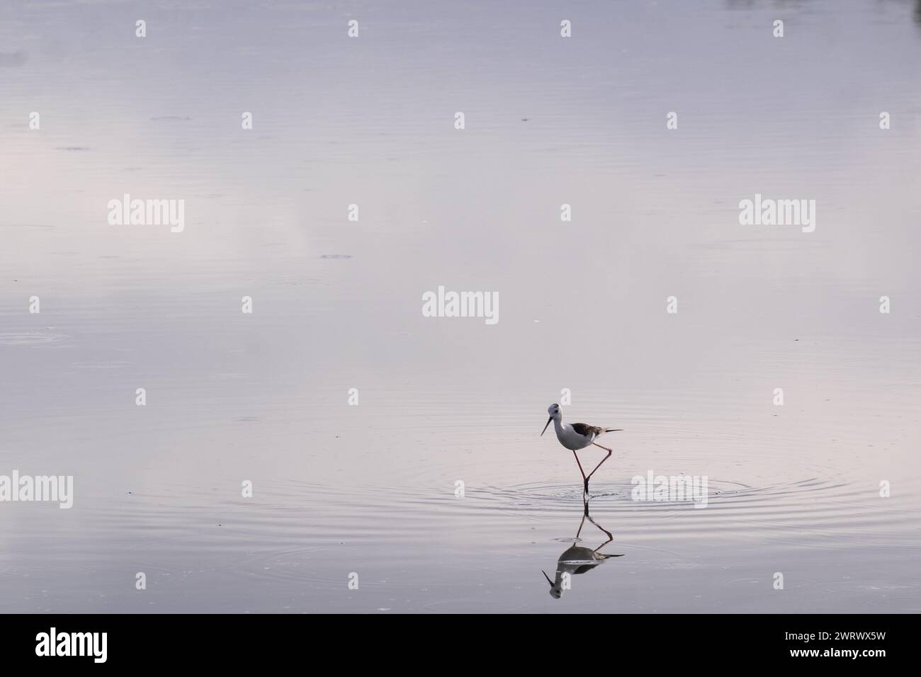 Black-winged Stilt (Himantopus himantopus) and its reflection in a silvery pond, Occitanie - France Stock Photo
