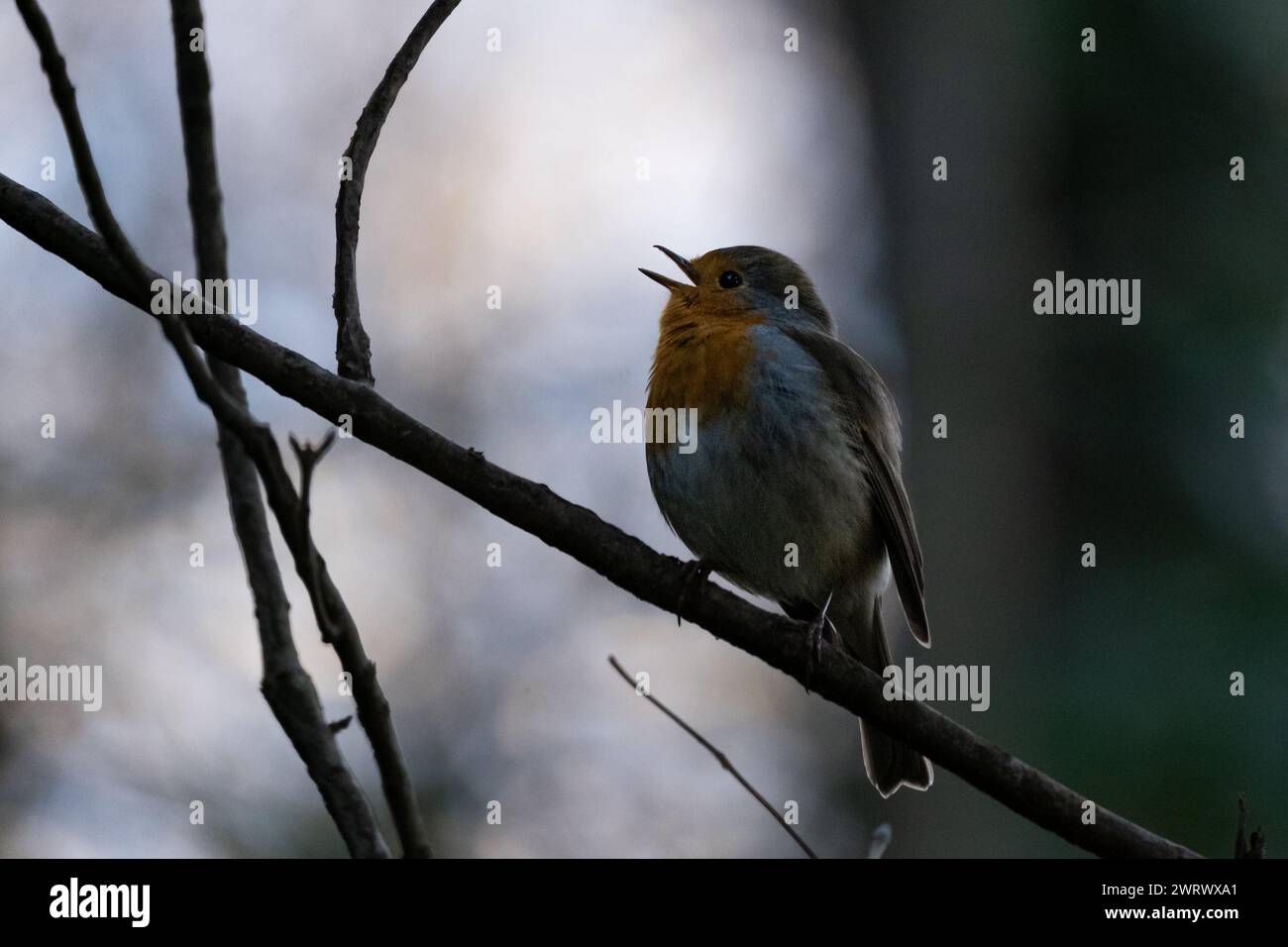 European Robin (Erithacus rubecula) singing on a branch, Occitanie - France Stock Photo
