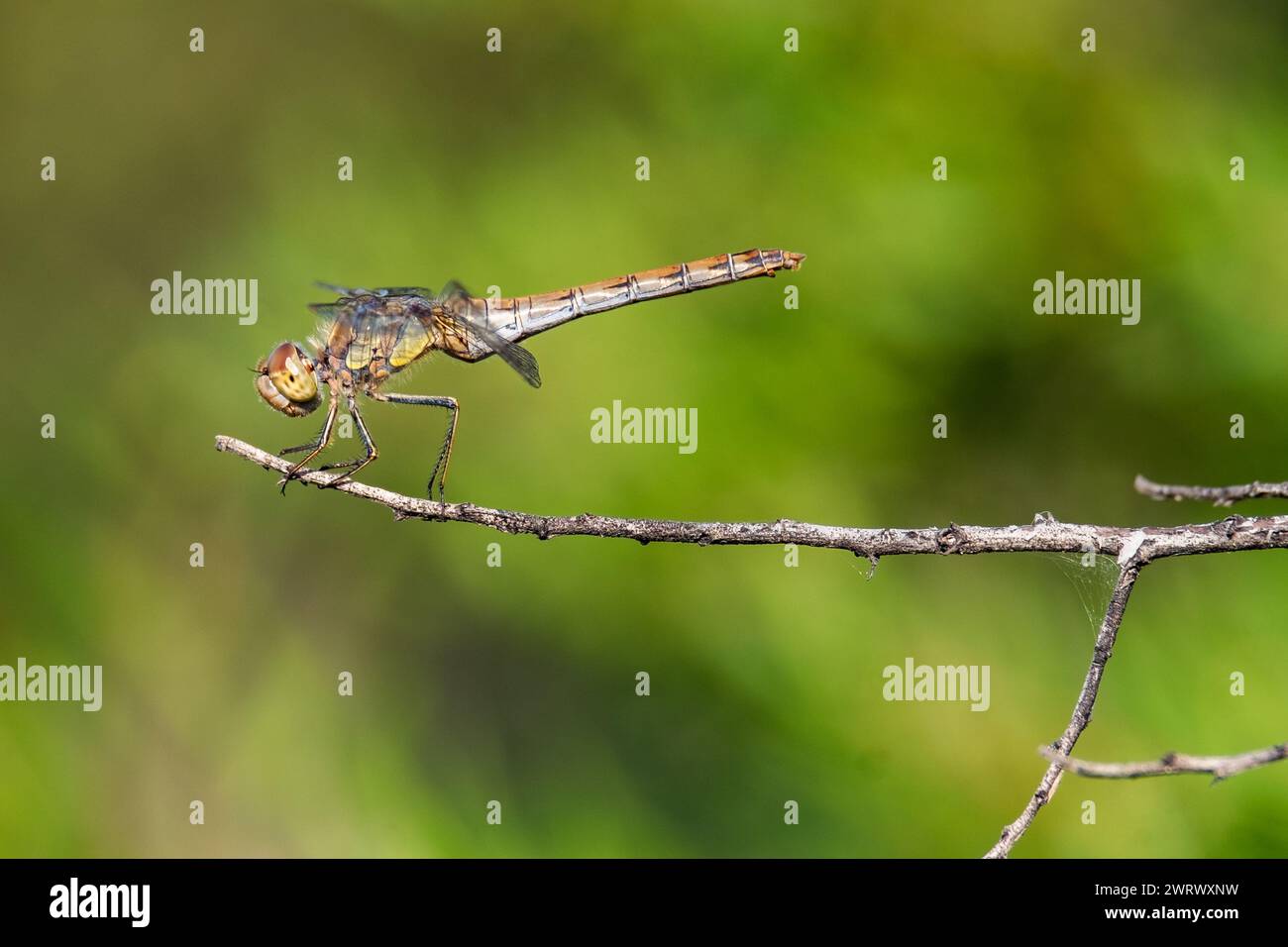 Profile of a Common darter (Sympetrum striolatum), Occitanie - France Stock Photo