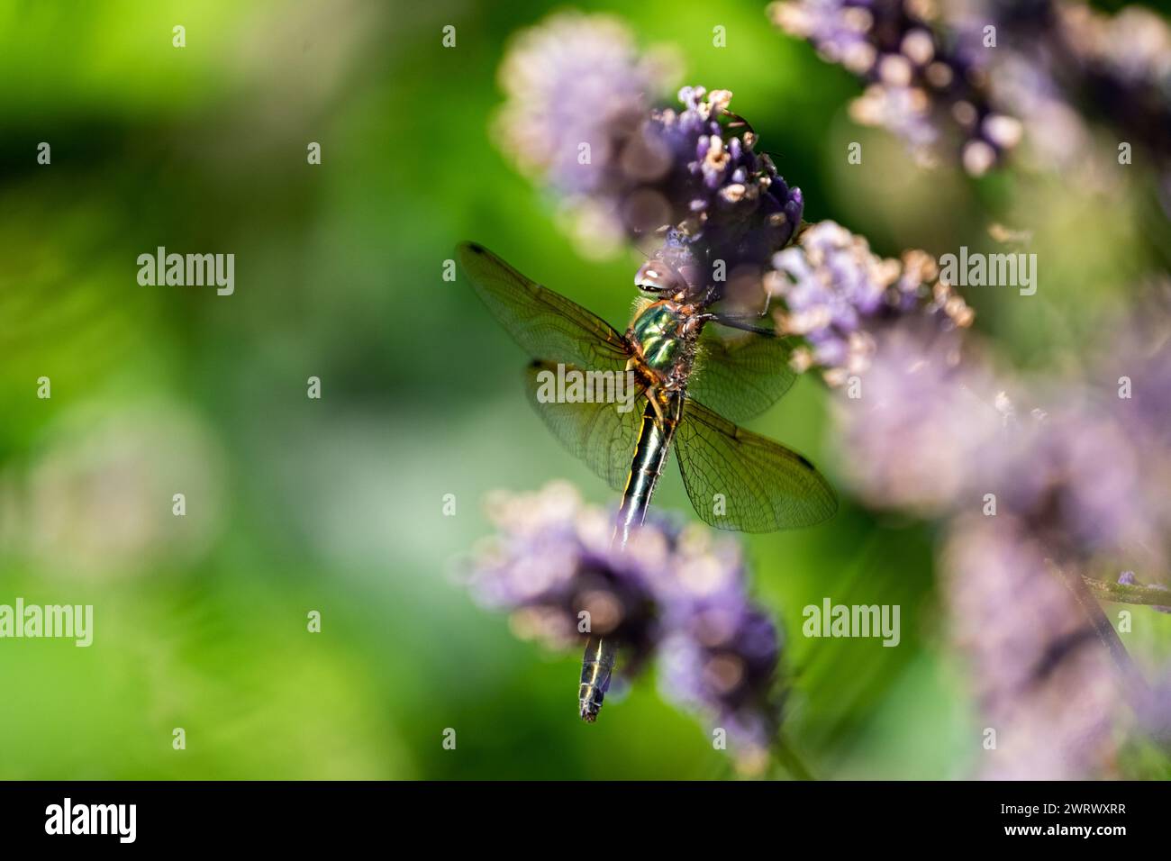 Orange-spotted Emerald (Oxygastra curtisii) in lavender, Occitanie - France Stock Photo
