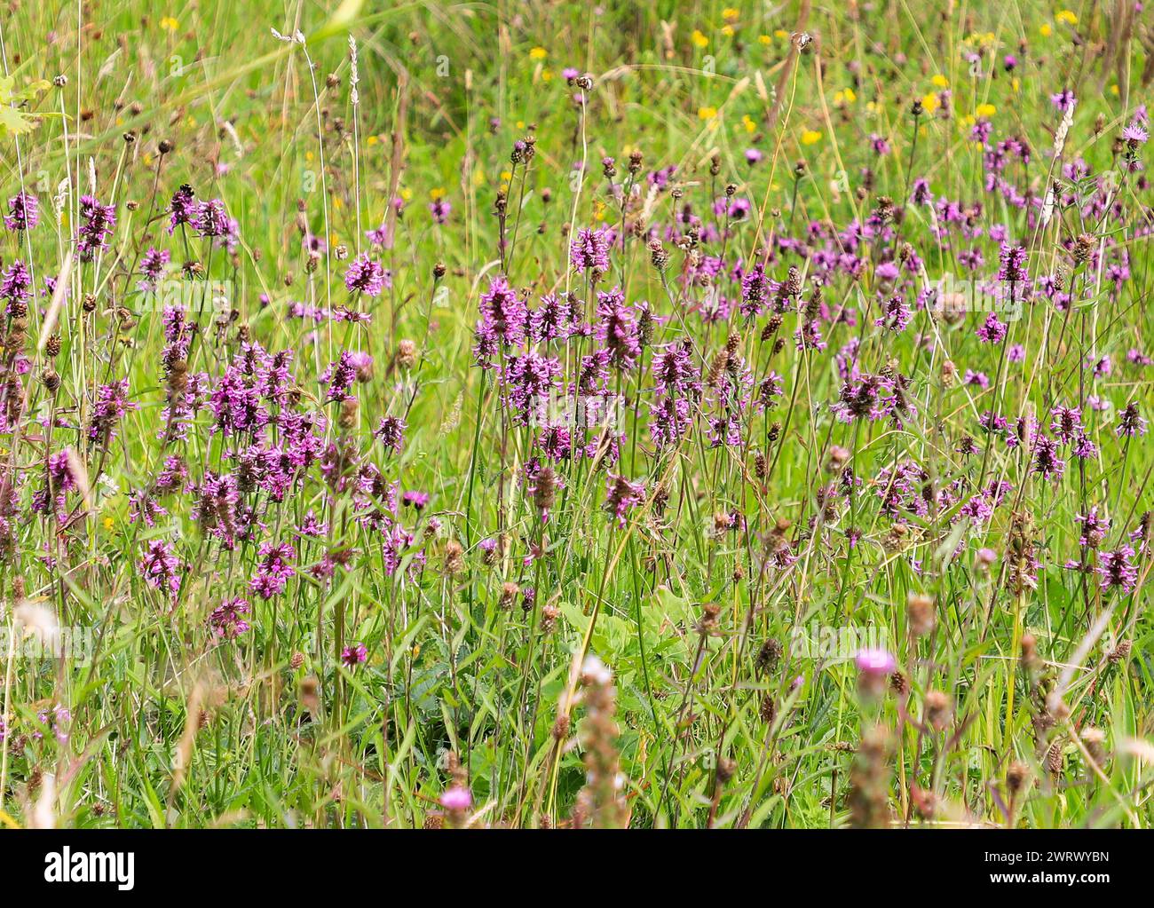 Betonica officinalis, also known as common hedgenettle, betony, purple betony, wood betony, bishopwort, or bishop's wort, a flowering plant, England Stock Photo