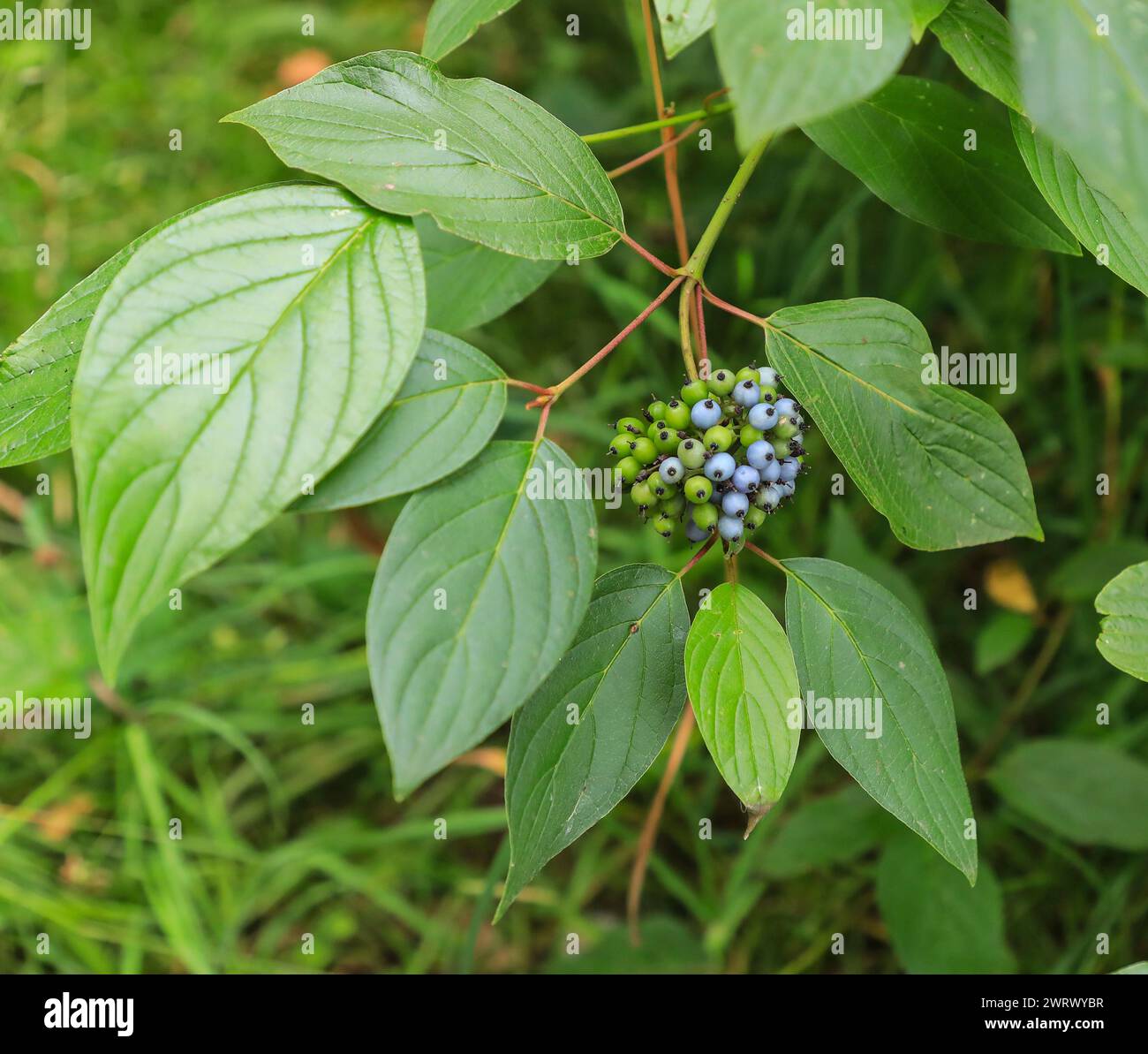 The blue green berries of a Silky Dogwood (Cornus amomum) tree or bush, England, UK Stock Photo