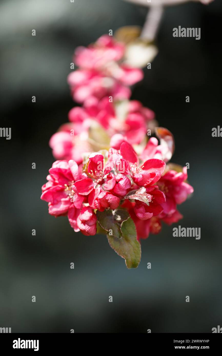 Branch of a blossoming apple tree with large pink flowers in the rays ...