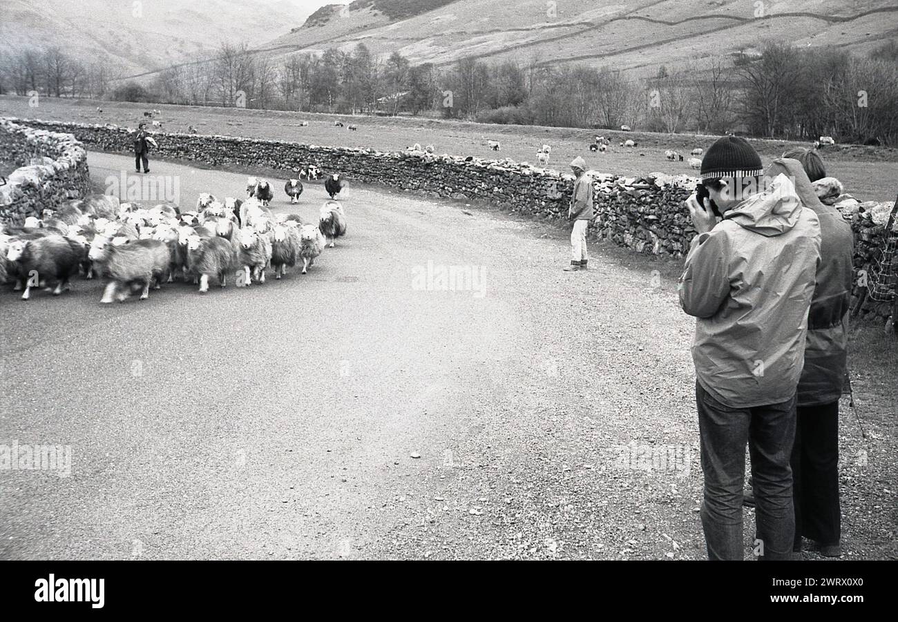 1970s, youngsters on an outward bound course in the Lake District taking a photo of a flock of sheep on the road, Stock Photo