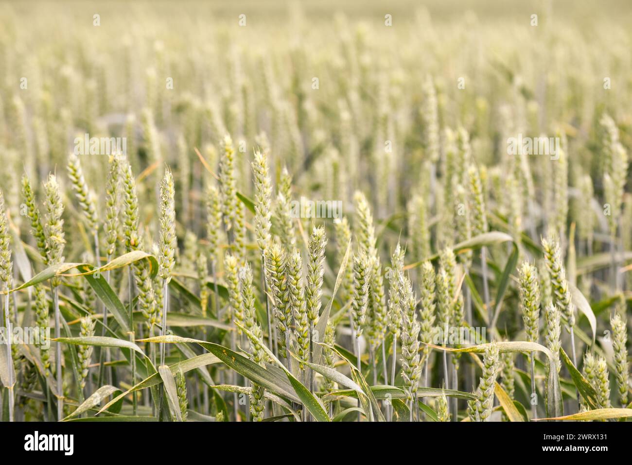 Food crop growing hi-res stock photography and images - Alamy