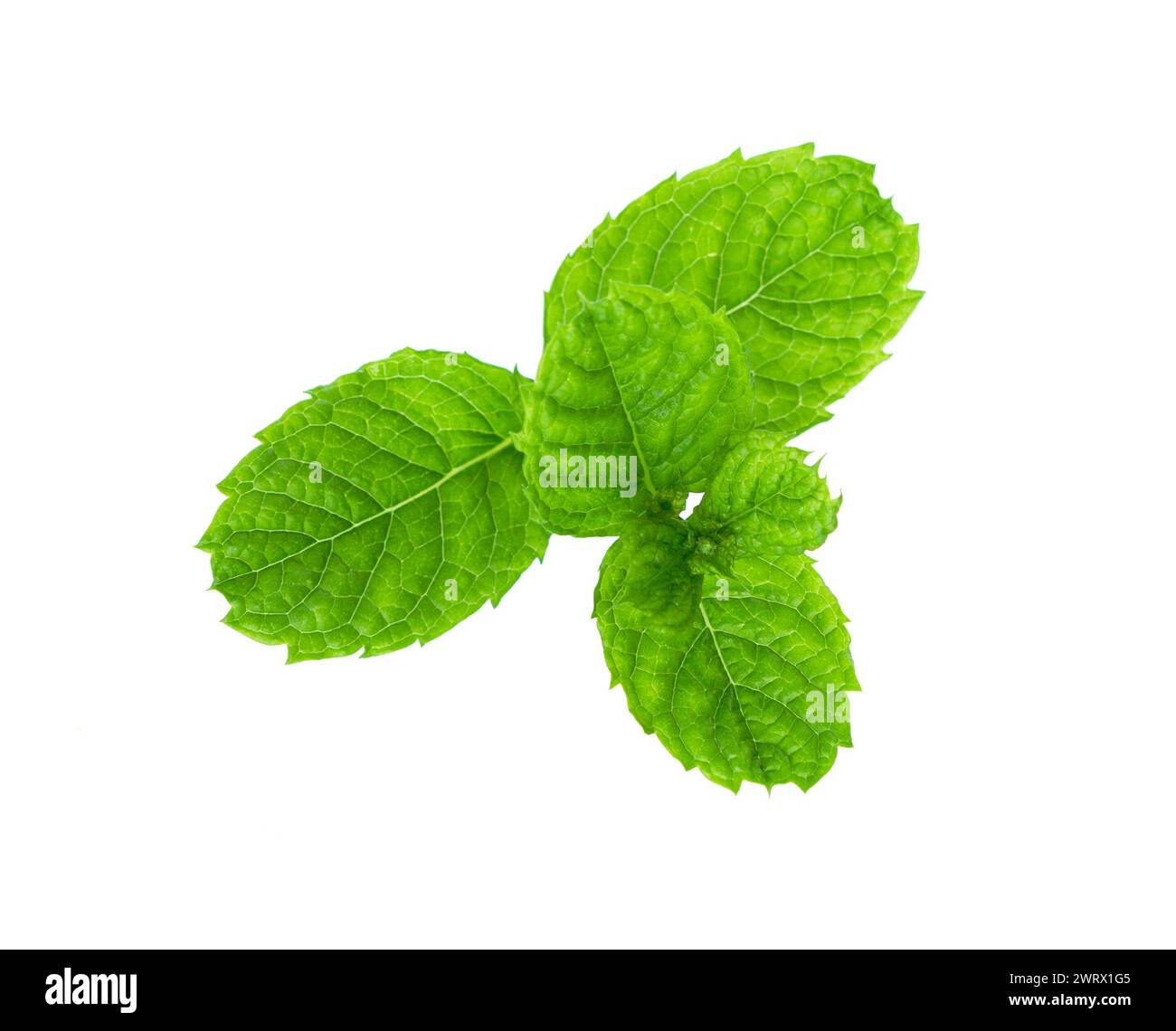 Mint leaf.. Fresh raw mint leaves isolated on white background Stock Photo