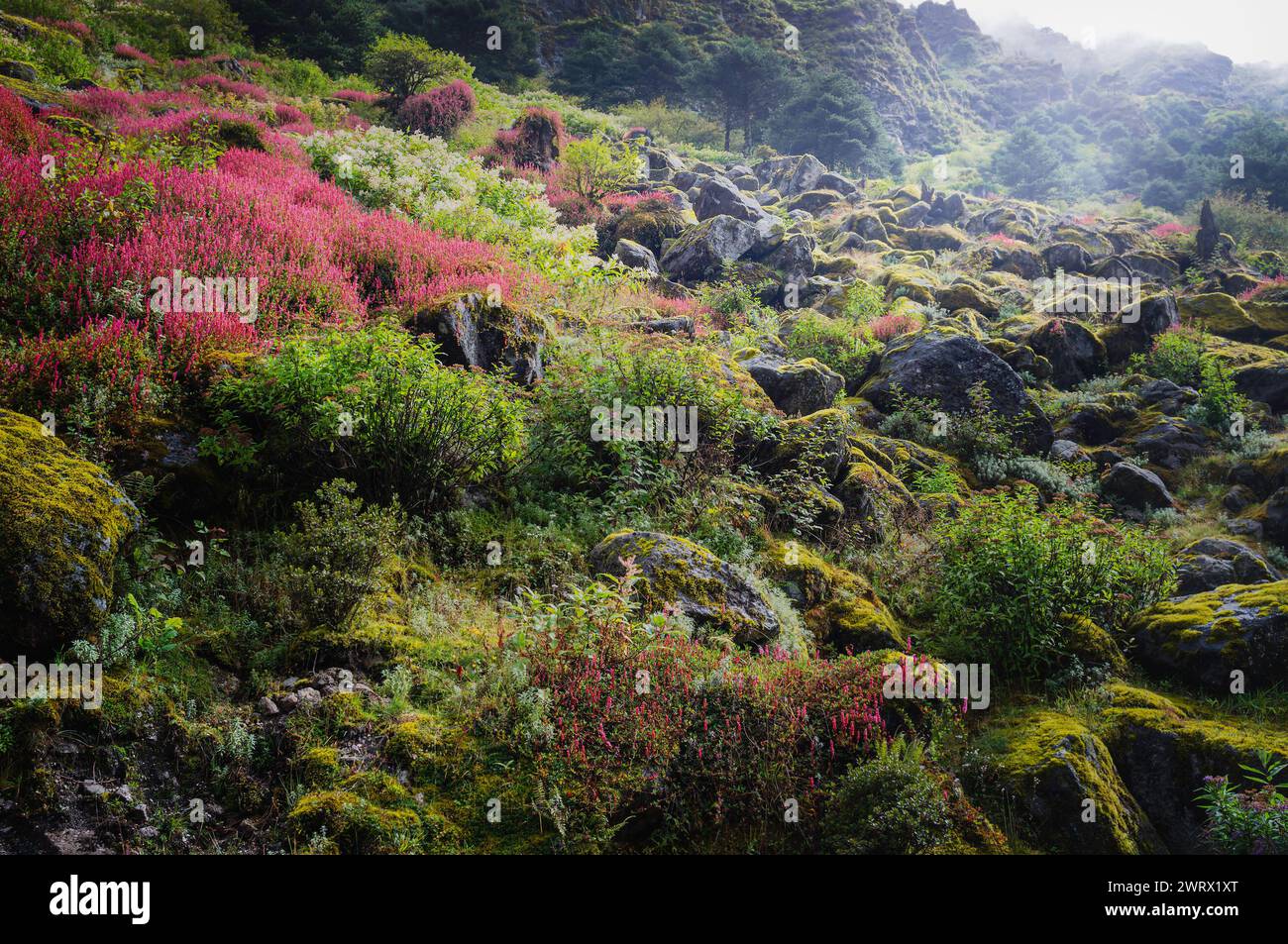 View across the slopes of the Himalayas covered in variety of flowering wild flowers, boulders, and trees on a bright morning near Tawang, India. Stock Photo