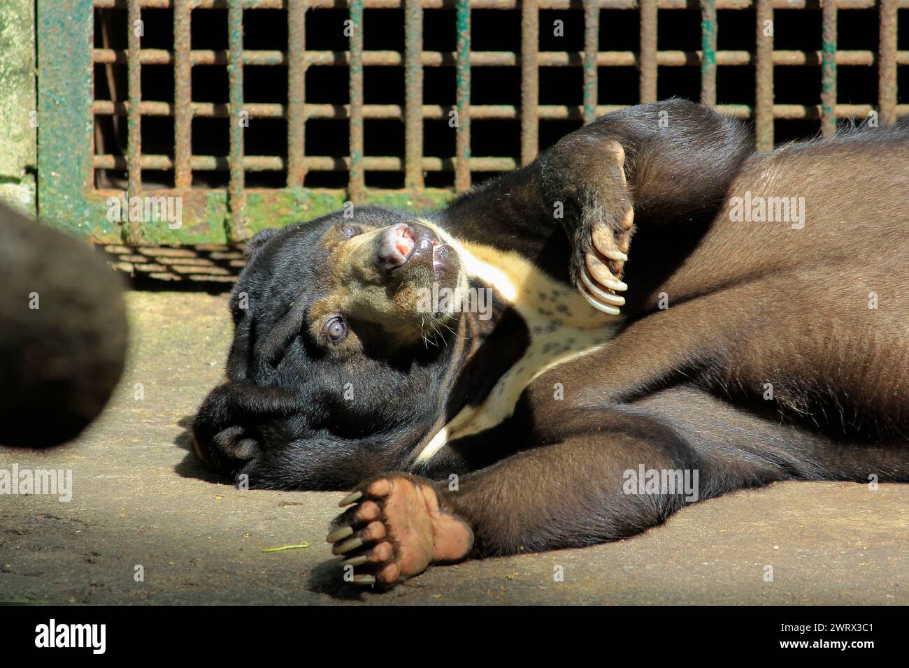 Sun Bear (Helarctos Malayanus) sleeping lazily at Gembira Loka Zoo Stock Photo