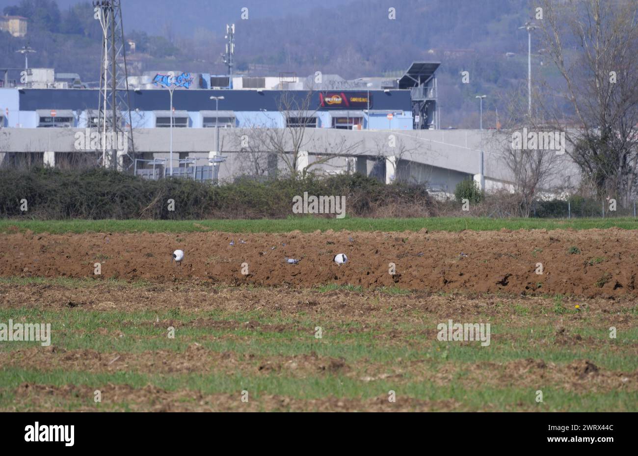 Dalmine, Italy. 14th Mar, 2024. With the end of winter and the approach of spring, tractors at work plowing fields and sowing the new 2024 harvest Credit: Independent Photo Agency/Alamy Live News Stock Photo