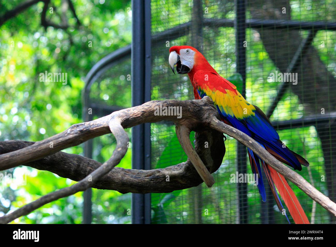 Beautiful view of Huge Cage For Blue And Yellow Macaws With Perches