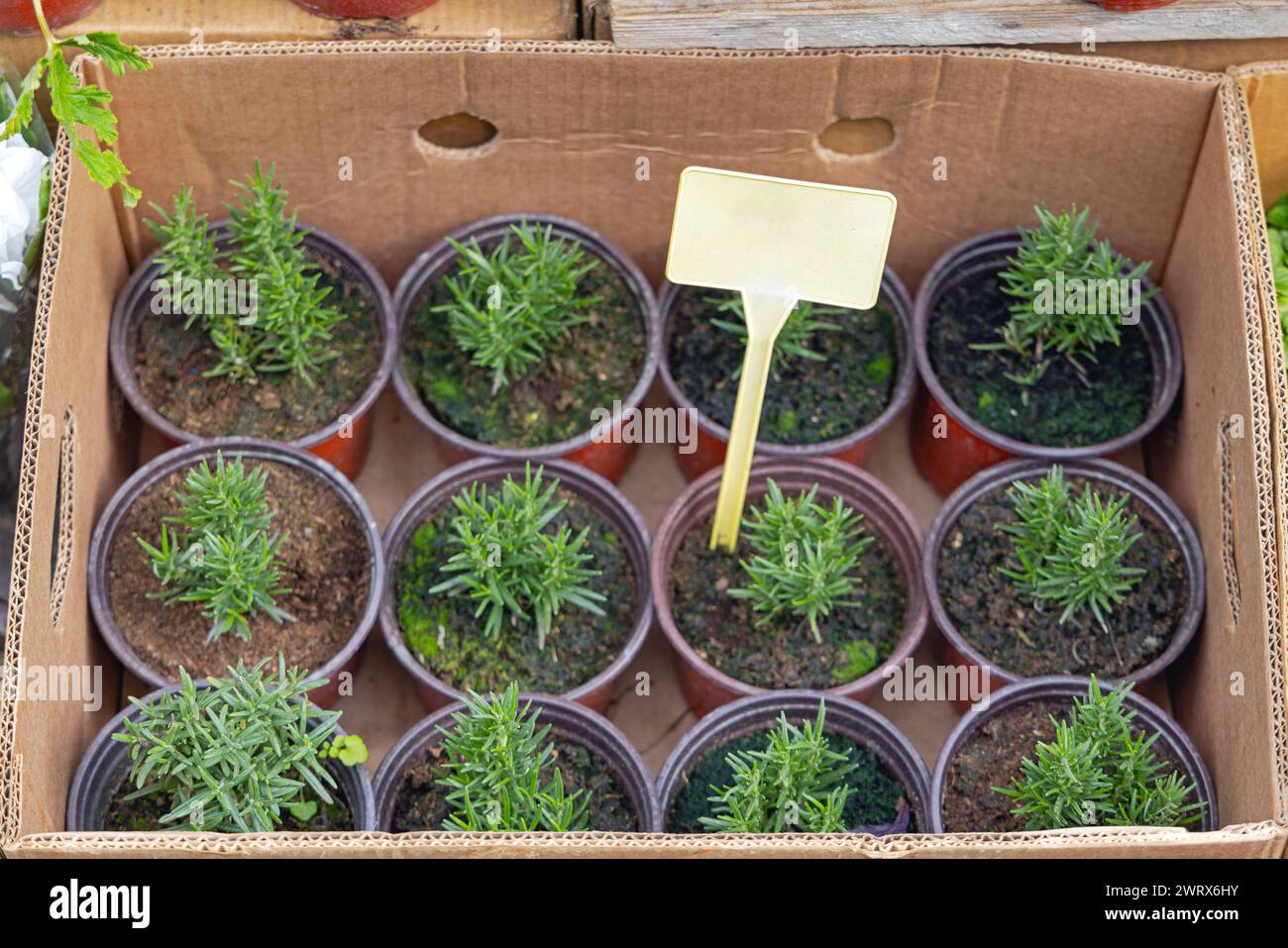 Many Potted Rosemary Plants in Crate at Garden Centre Stock Photo