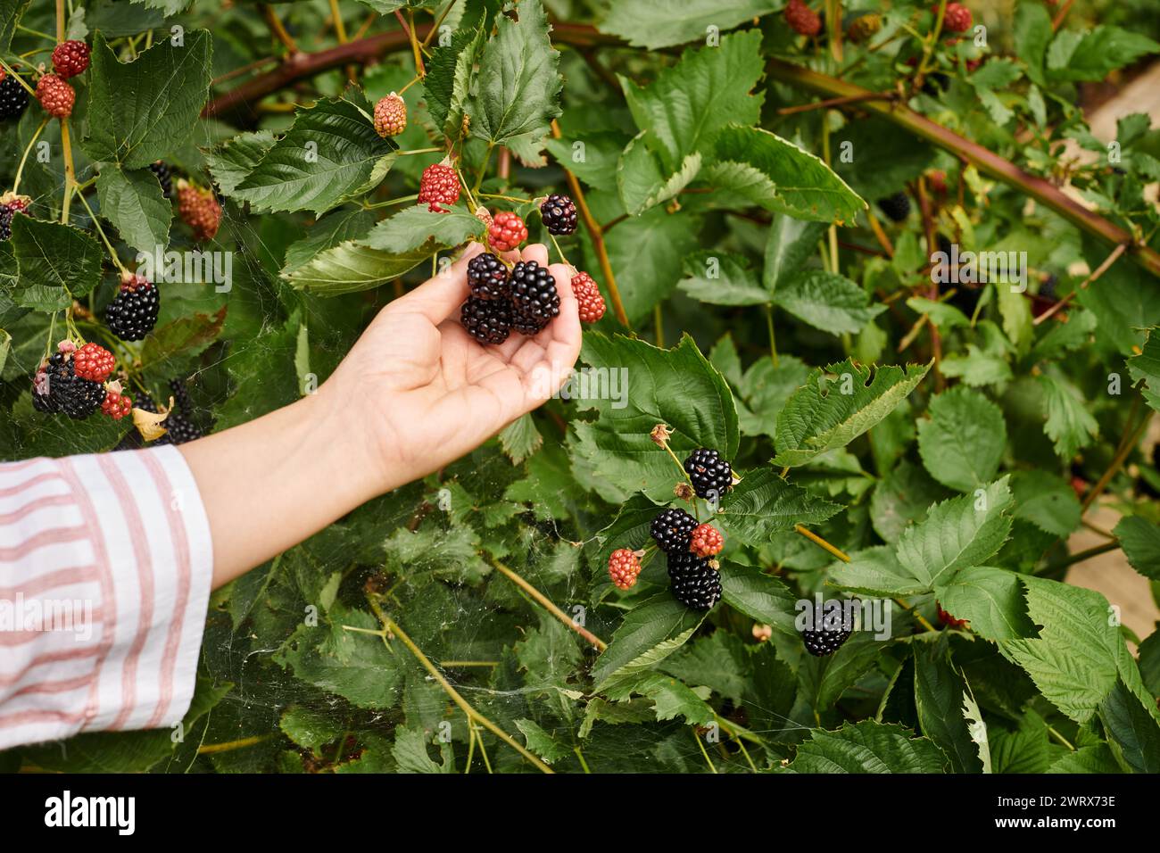 cropped view of mature woman with gardening gloves taking care of her fresh vivid dewberries Stock Photo