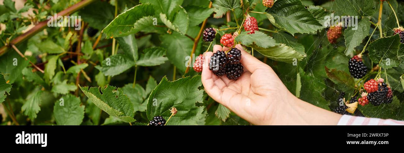 cropped view of mature woman with gardening gloves taking care of her fresh vivid dewberries, banner Stock Photo