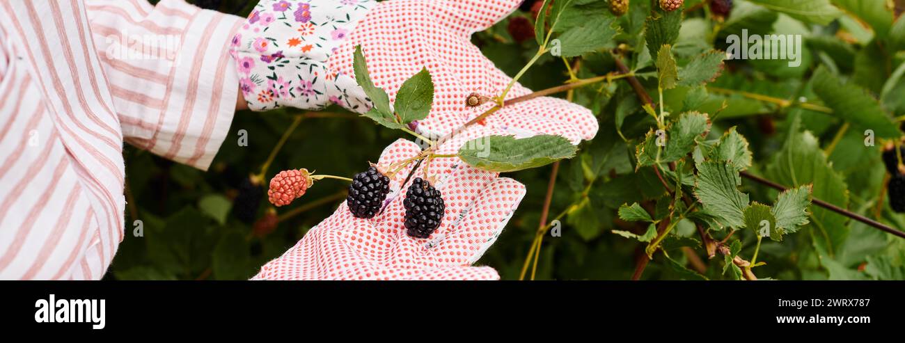 cropped view of mature woman with gardening gloves taking care of her fresh dewberries, banner Stock Photo