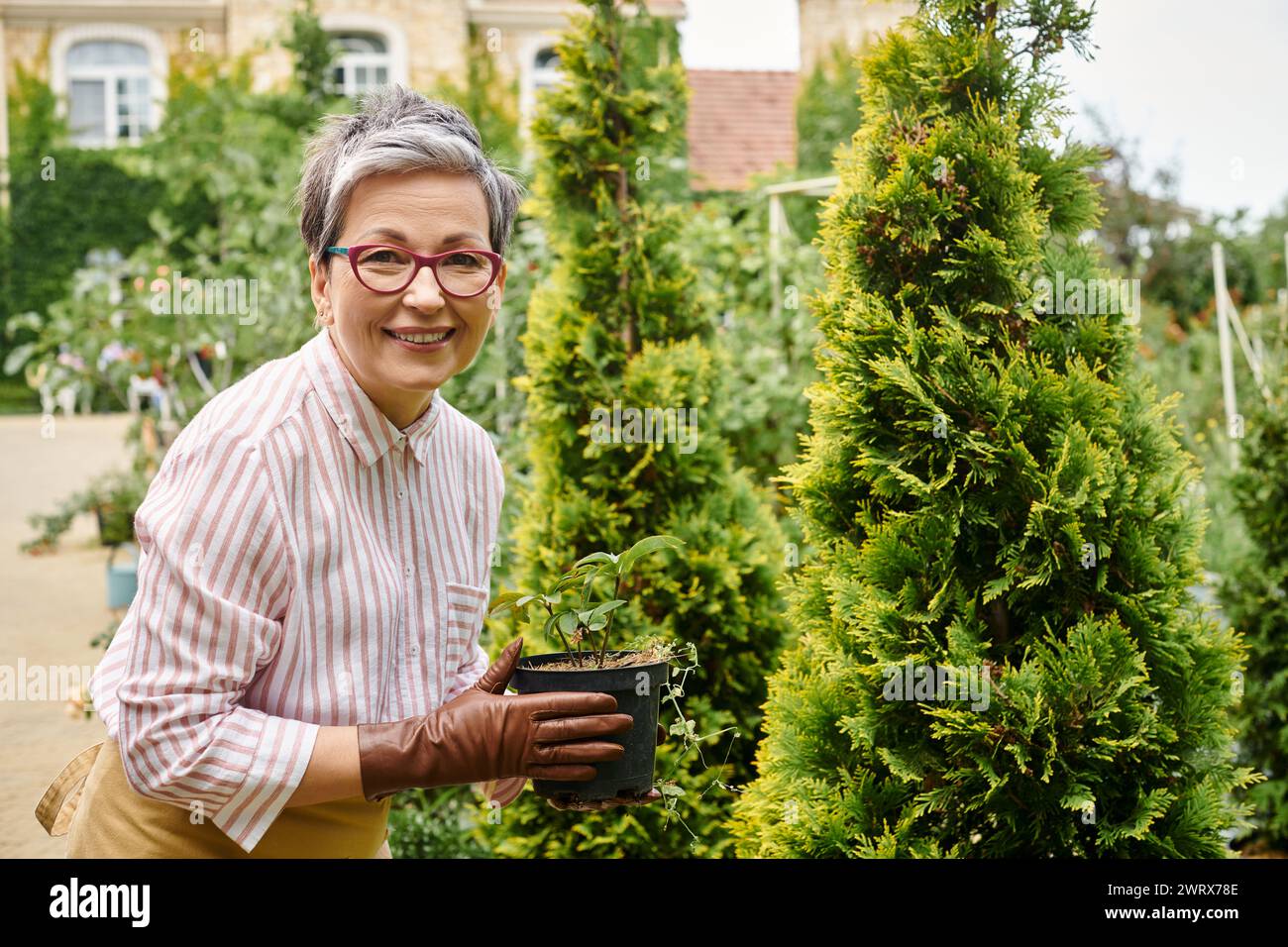 joyful mature woman taking care of plant in pot in her garden in ...
