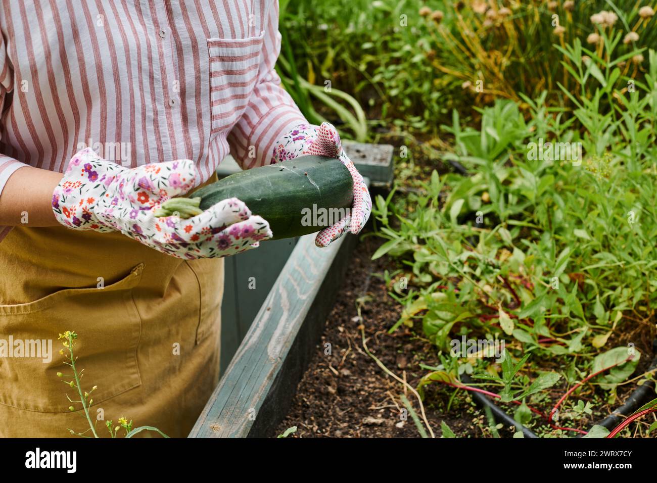 cropped view of mature woman with gardening gloves holding fresh zucchini in hands near planting bed Stock Photo